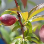 こないだ紹介した実