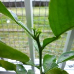 柑橘類の新芽かな