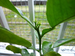 柑橘類の新芽かな