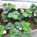 いちごちゃんズ