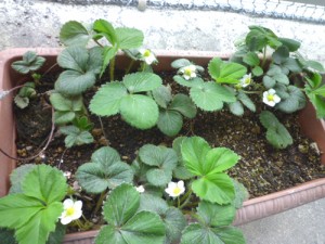 いちごちゃんズ