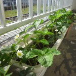 見事なベランダイチゴ畑！