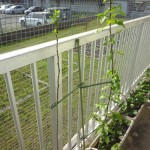 リンゴとナシかな