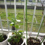 柑橘とブドウかな