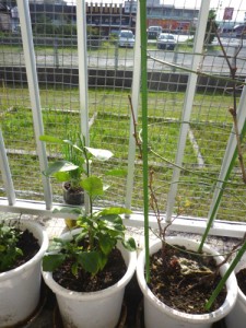 柑橘とブドウかな