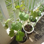 ブドウの新葉が元気に出てきてます！