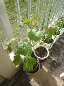 ブドウの新葉が元気に出てきてます！