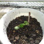 マンゴーの根元から生える、謎の新芽