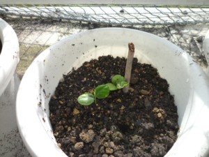 マンゴーの根元から生える、謎の新芽