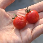 約2ヶ月放置して、シワシワになった優糖星