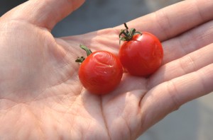 約2ヶ月放置して、シワシワになった優糖星