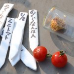 5月8日　唐辛子の神楽南蛮と一緒に種まき