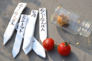 5月8日　唐辛子の神楽南蛮と一緒に種まき