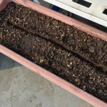 100均プランターに条まき