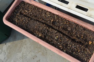 100均プランターに条まき