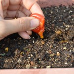 ミニトマトをつぶして、そのまま種を蒔きます