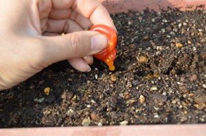 ミニトマトをつぶして、そのまま種を蒔きます