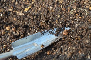 種を蒔いたら、薄く土をかぶせてね