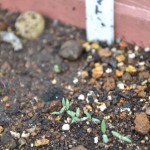 ミニトマト・優糖星の発芽