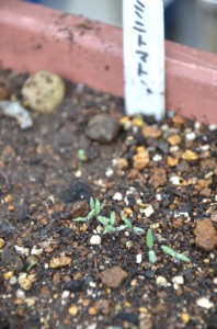 ミニトマト・優糖星の発芽