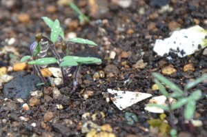種まきから10日ほどで発芽