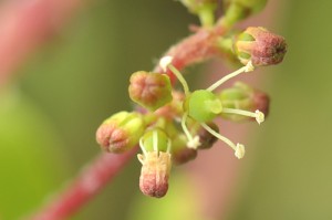 ブドウのメシベとオシベ