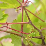 ベリーA、発芽から1491日目（4年）