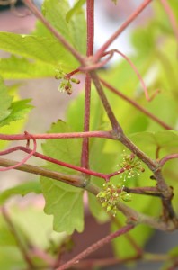 ベリーA、発芽から1491日目（4年）