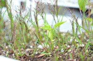 雑草に埋もれる”かぐらなんばん”