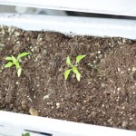 唐辛子かぐらなんばん、芽が二つ