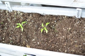 唐辛子かぐらなんばん、芽が二つ