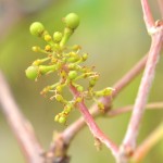 白ブドウ・ナイアガラの花