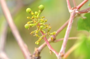 白ブドウ・ナイアガラの花