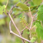 ナイアガラ、発芽から1504日目（約4年）