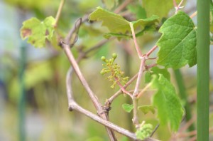 ナイアガラ、発芽から1504日目（約4年）