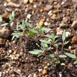 ミニトマトの芽
