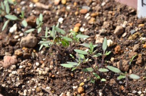 ミニトマトの芽