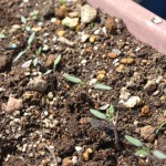 間引きしました、スッキリ