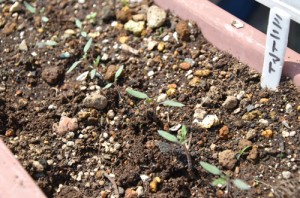 間引きしました、スッキリ