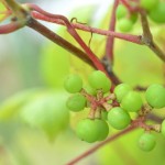 ブドウのベリーＡ