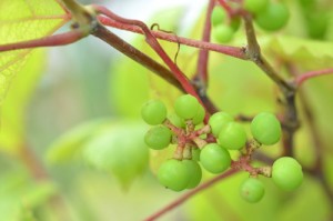 ブドウのベリーＡ