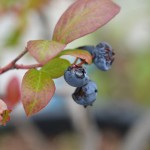 ブルーベリーの鳥害