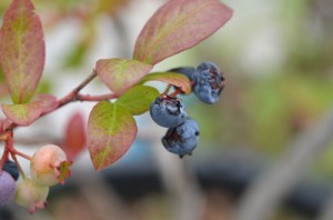 ブルーベリーの鳥害
