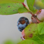 熟した実からつつかれる