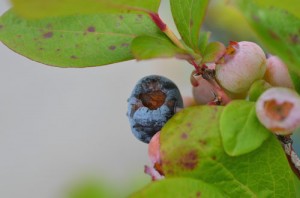 熟した実からつつかれる