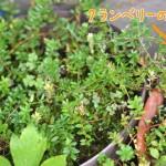 クランベリーの実