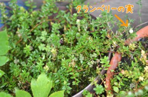 クランベリーの実