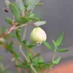 はじめての果実