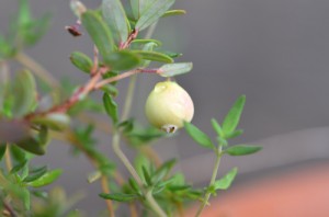 はじめての果実