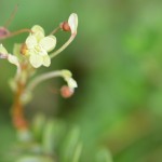 実にならなかったクランベリーの花
